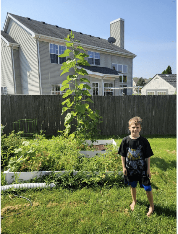 The Great Sunflower Project Contest Winners Announced Kenosha Public